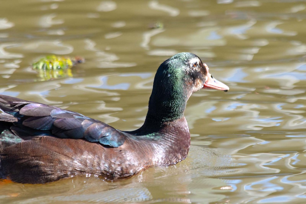 雑種 ノバリケン ｘ マガモ - ML643677487