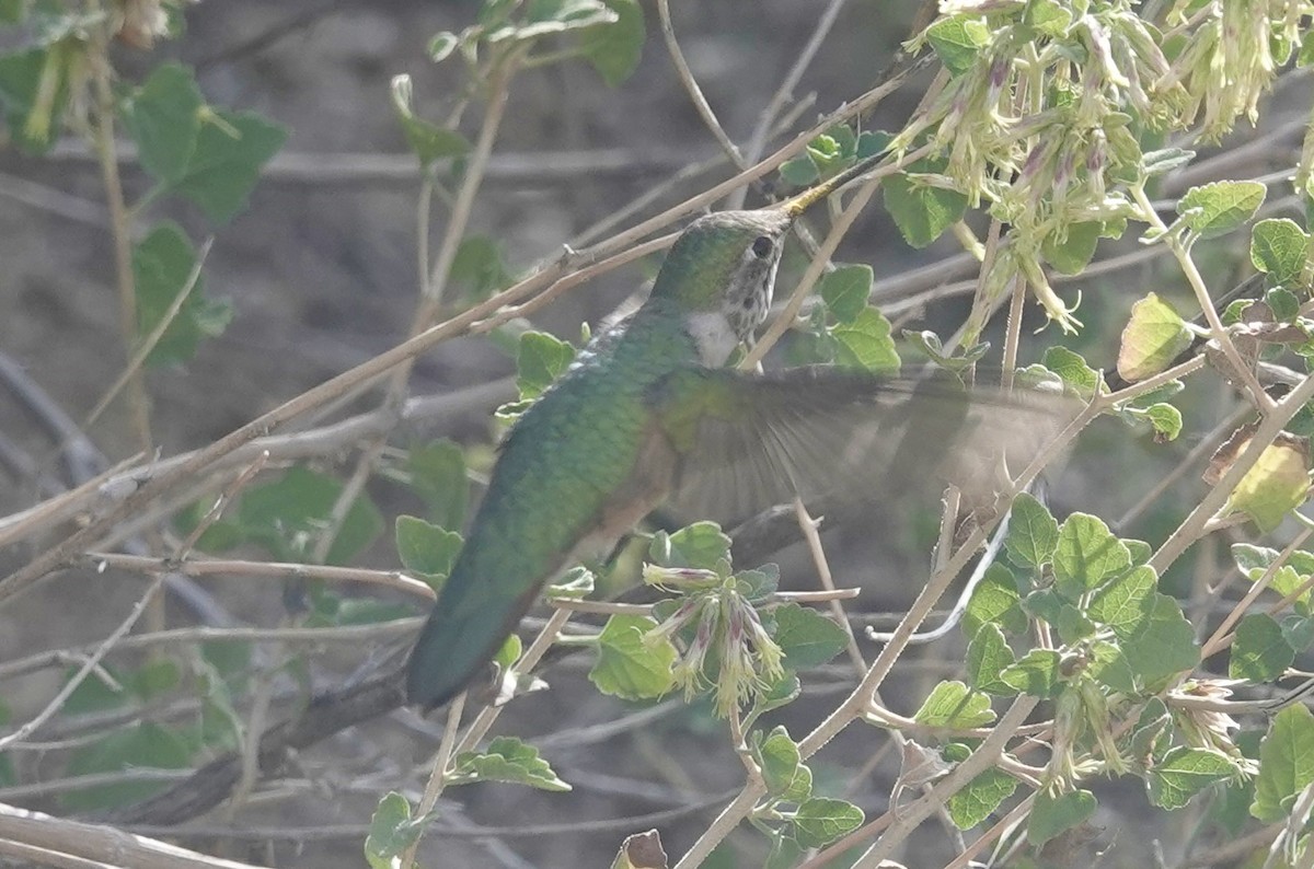 Broad-tailed Hummingbird - ML643677514