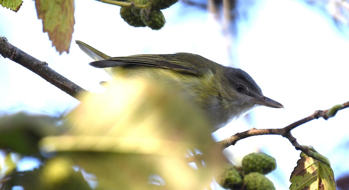 Yellow-green Vireo - ML643677522
