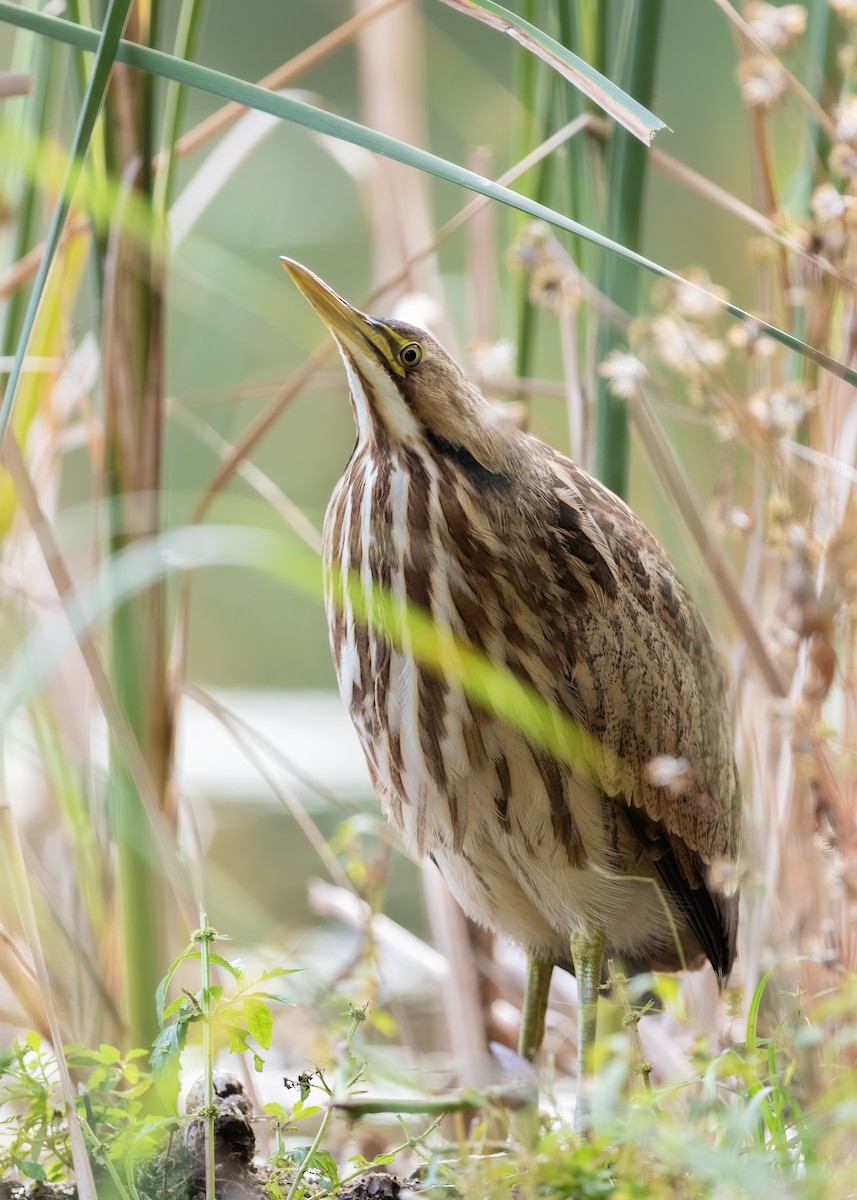 American Bittern - ML643677523