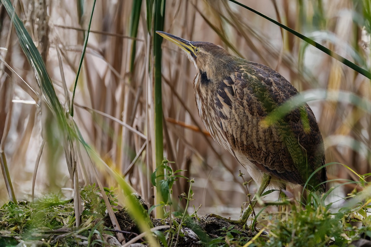 American Bittern - ML643677524