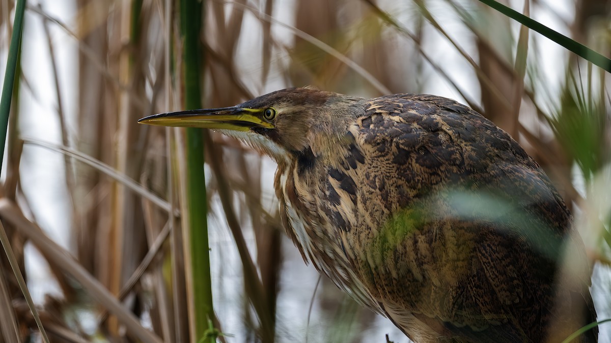 American Bittern - ML643677525