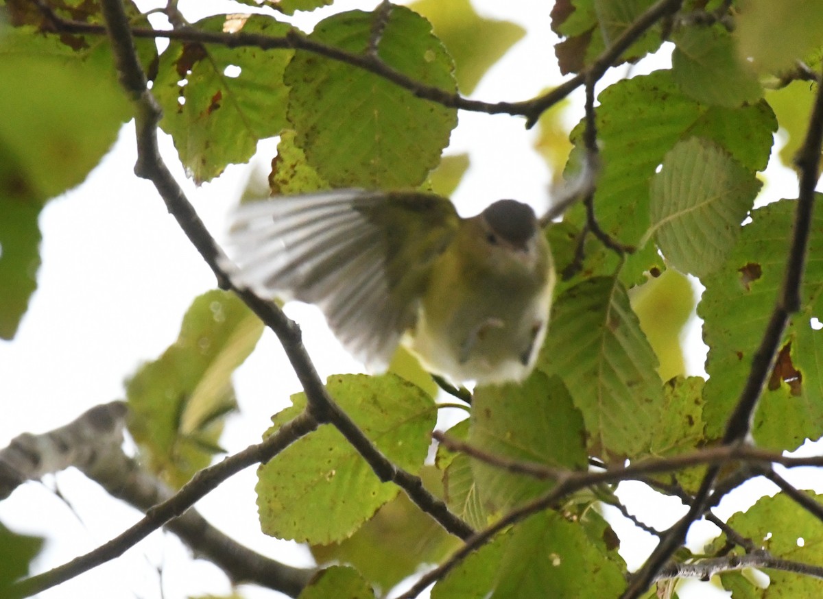 Yellow-green Vireo - ML643677531