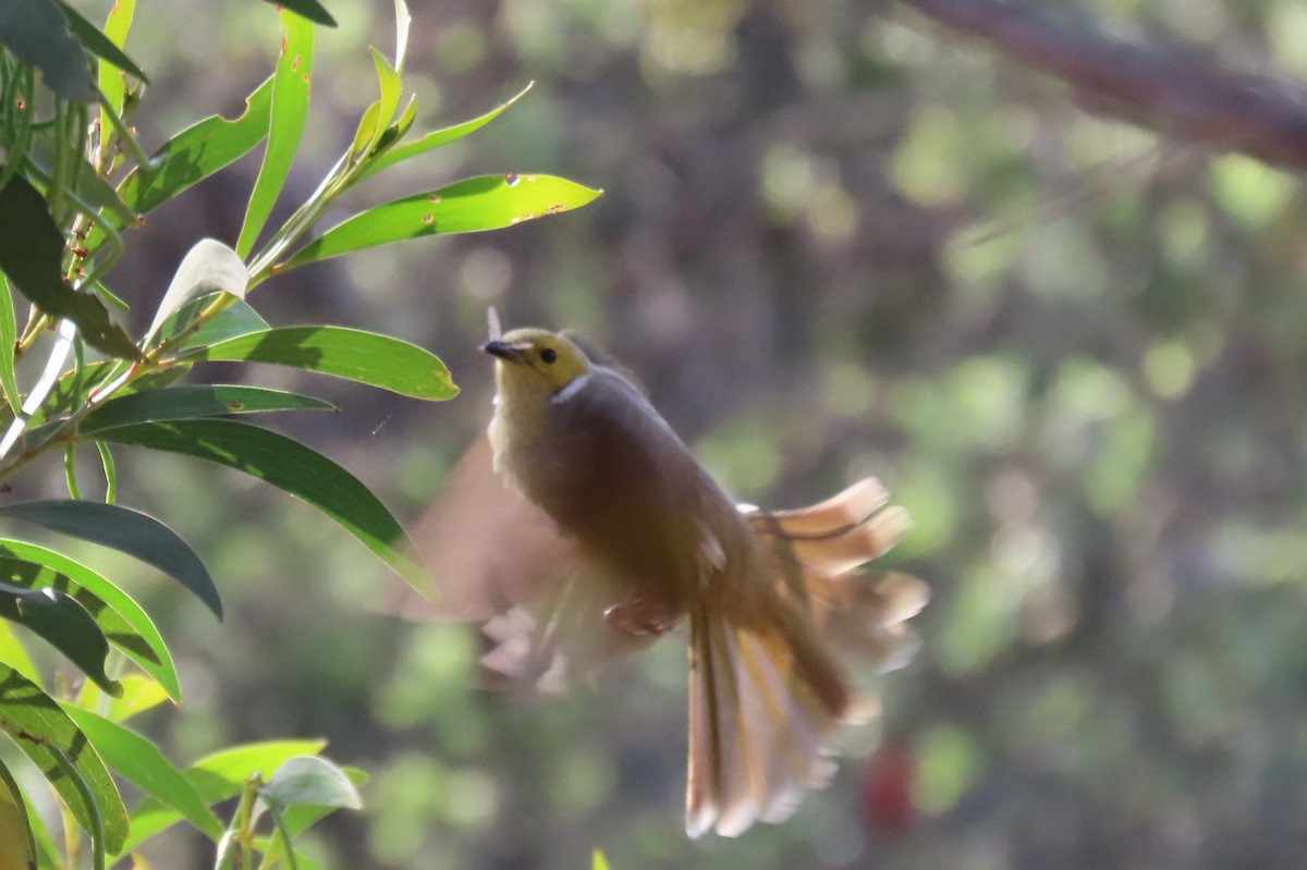 White-plumed Honeyeater - ML643677536
