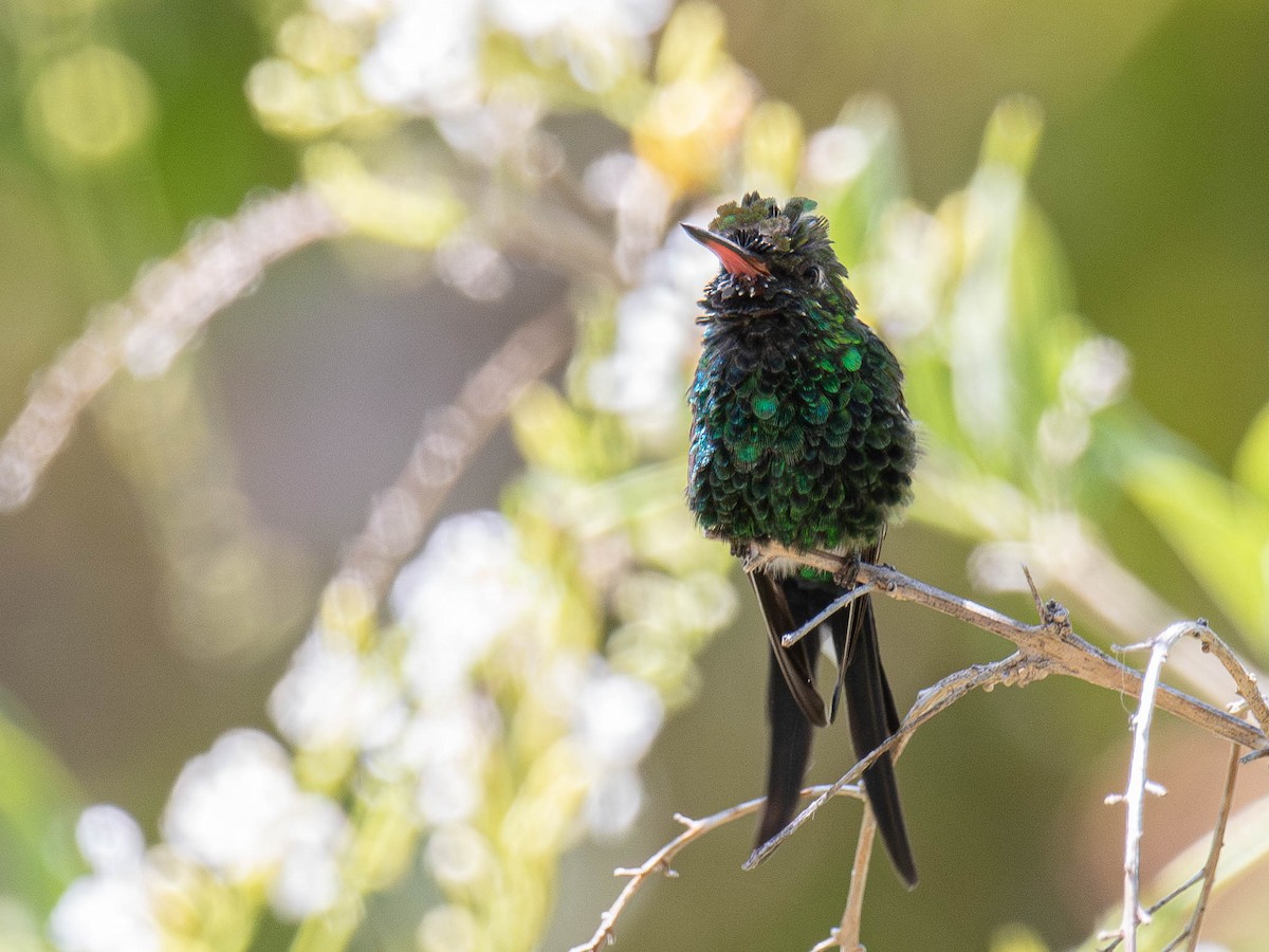 Golden-crowned Emerald - ML643677549