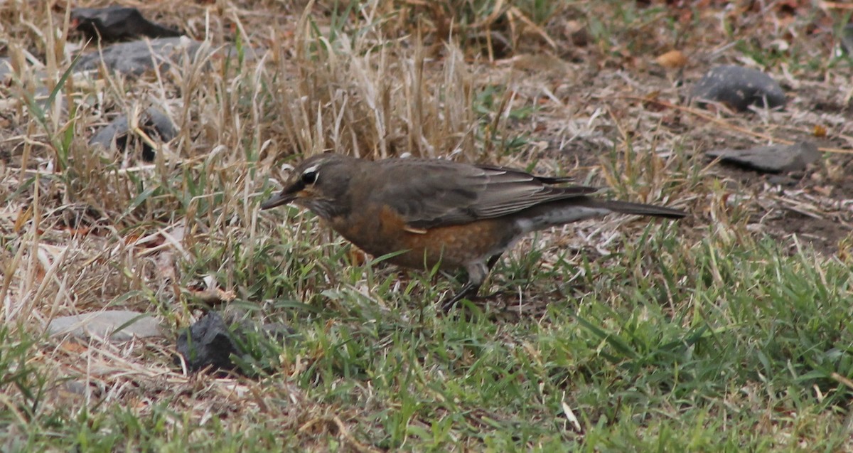 Merle d'Amérique - ML643677550