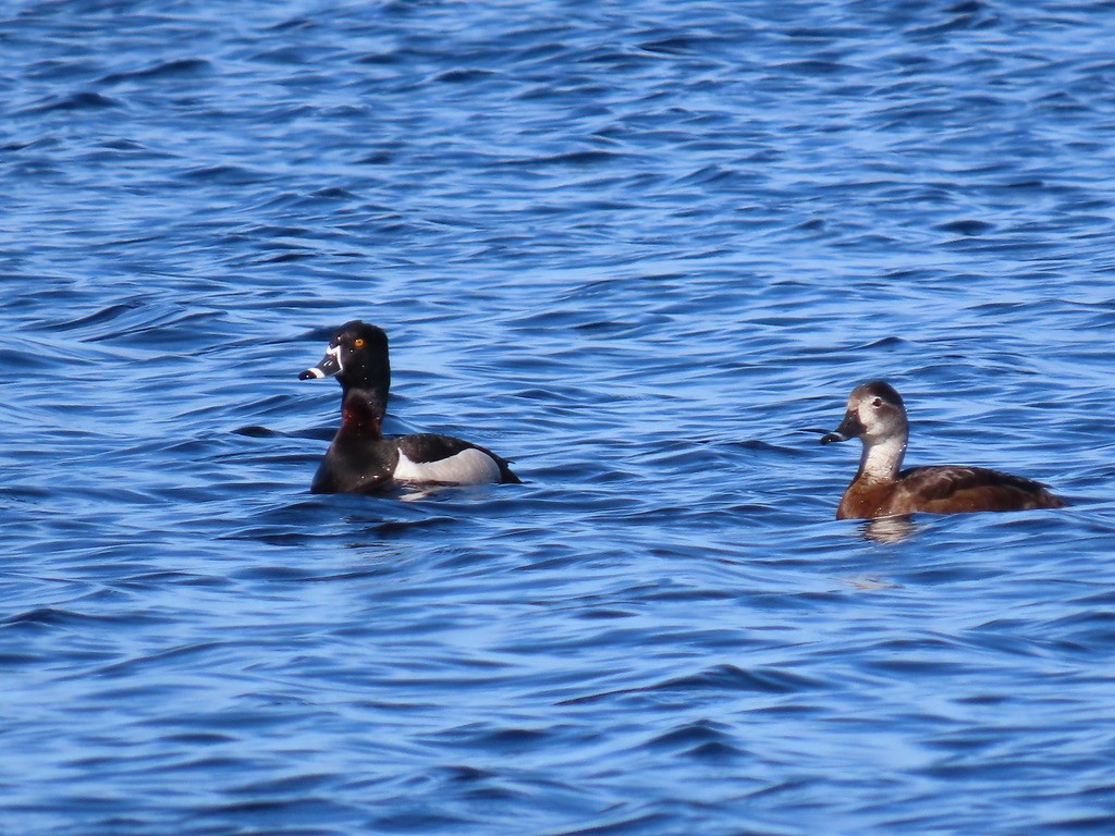 Ring-necked Duck - ML643677567