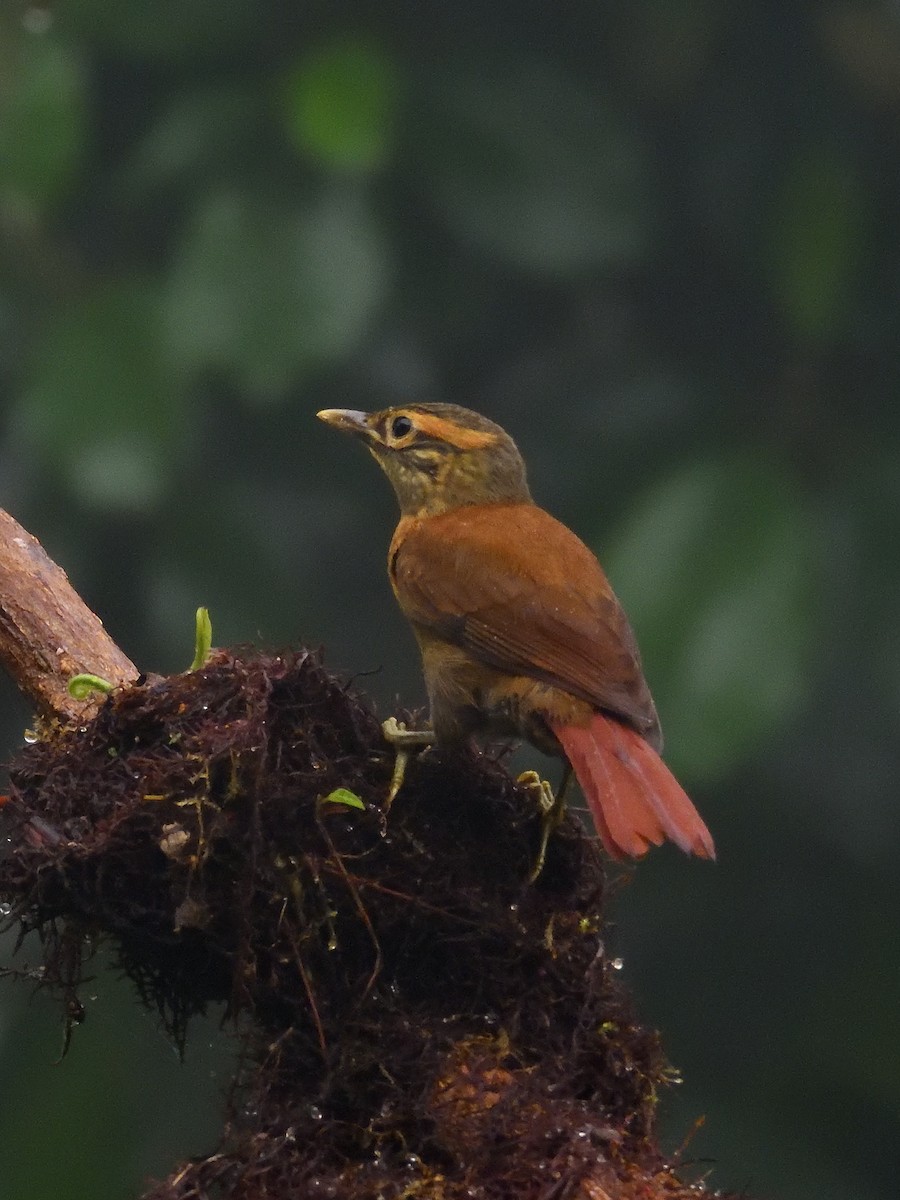 Scaly-throated Foliage-gleaner - ML643677568
