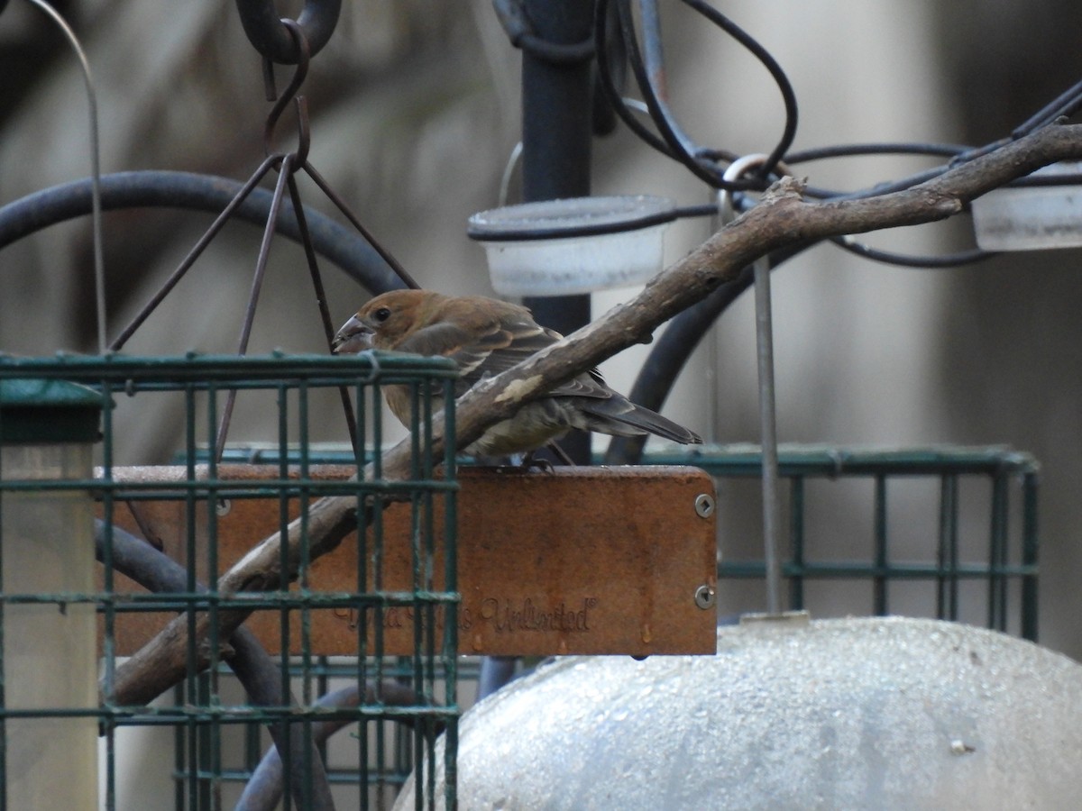 Blue Grosbeak - ML643677572