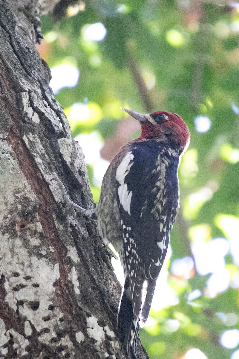 Red-breasted Sapsucker - ML643677575