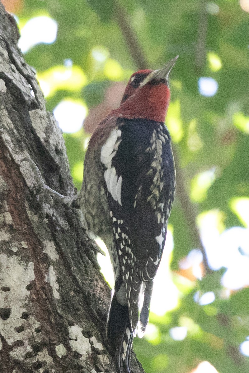 Red-breasted Sapsucker - ML643677576
