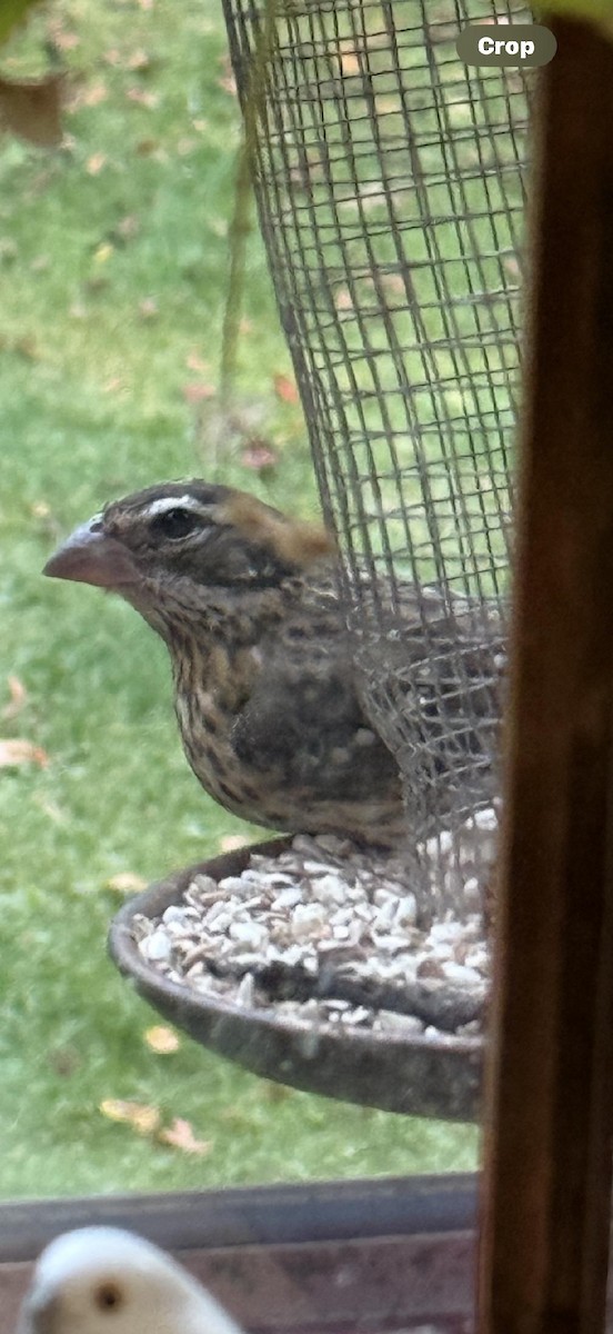 Rose-breasted Grosbeak - ML643677580