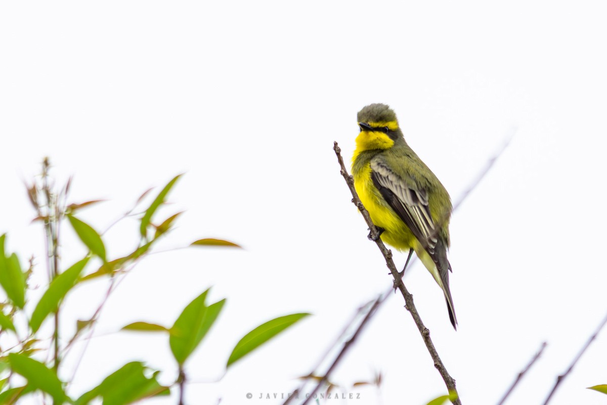 キマユタイランチョウ - ML643677601