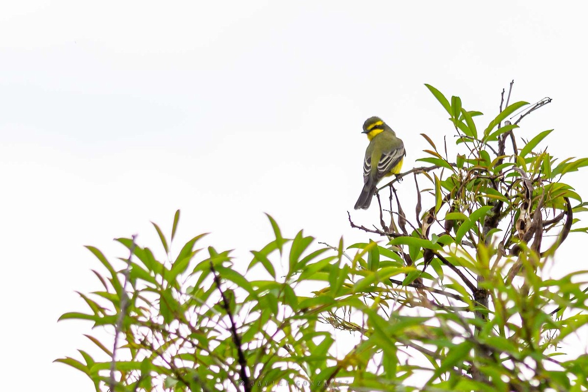 キマユタイランチョウ - ML643677603