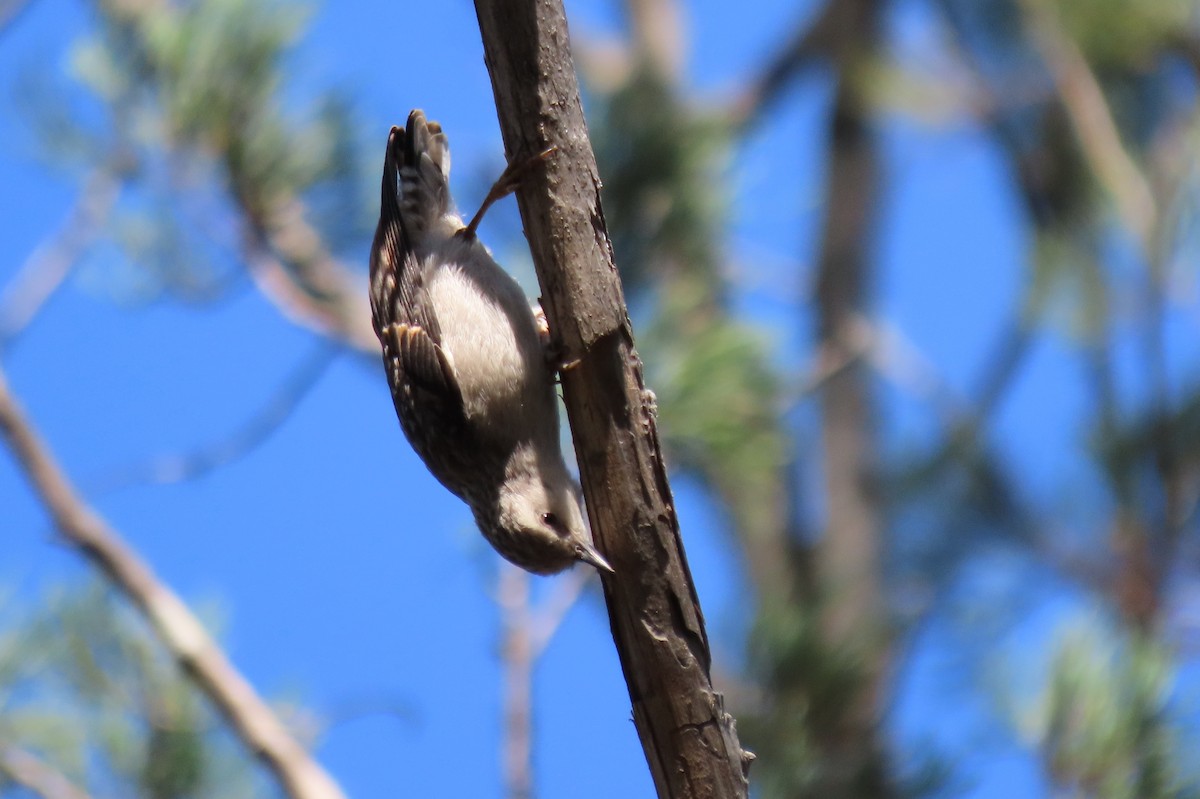 Varied Sittella - ML643677604