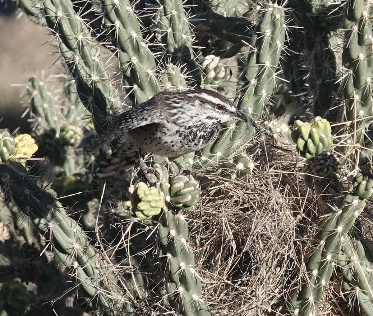 Cactus Wren - ML643677608