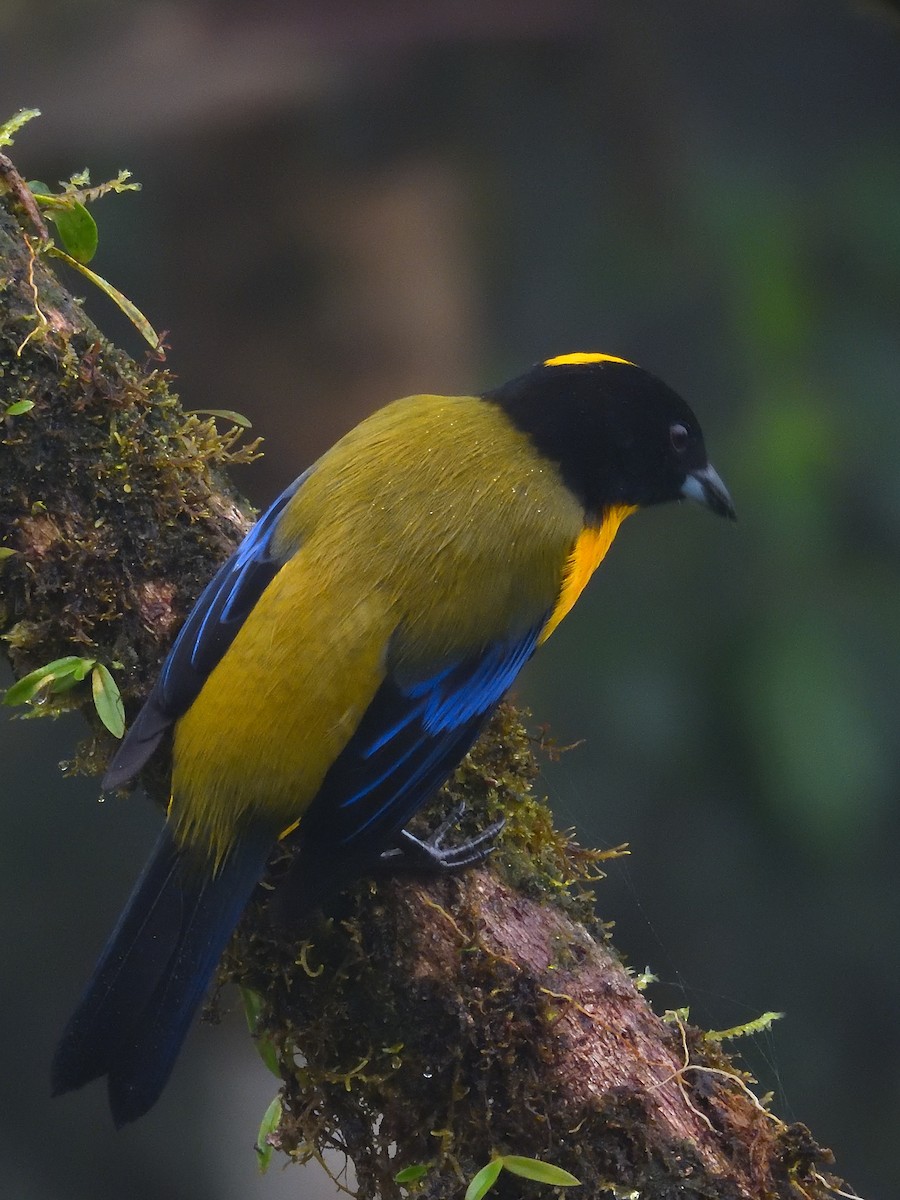 Black-chinned Mountain Tanager - ML643677617