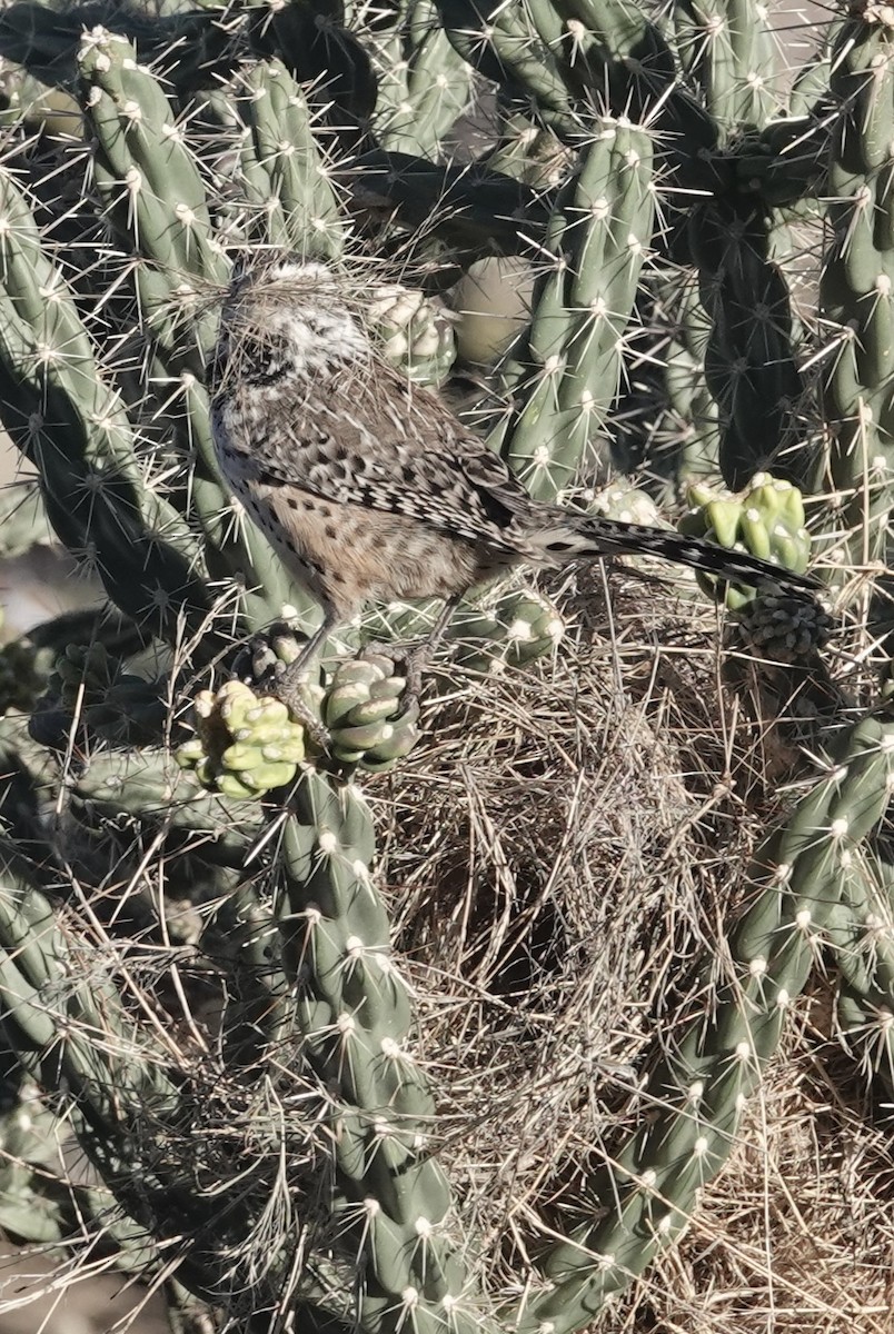 Cactus Wren - ML643677622
