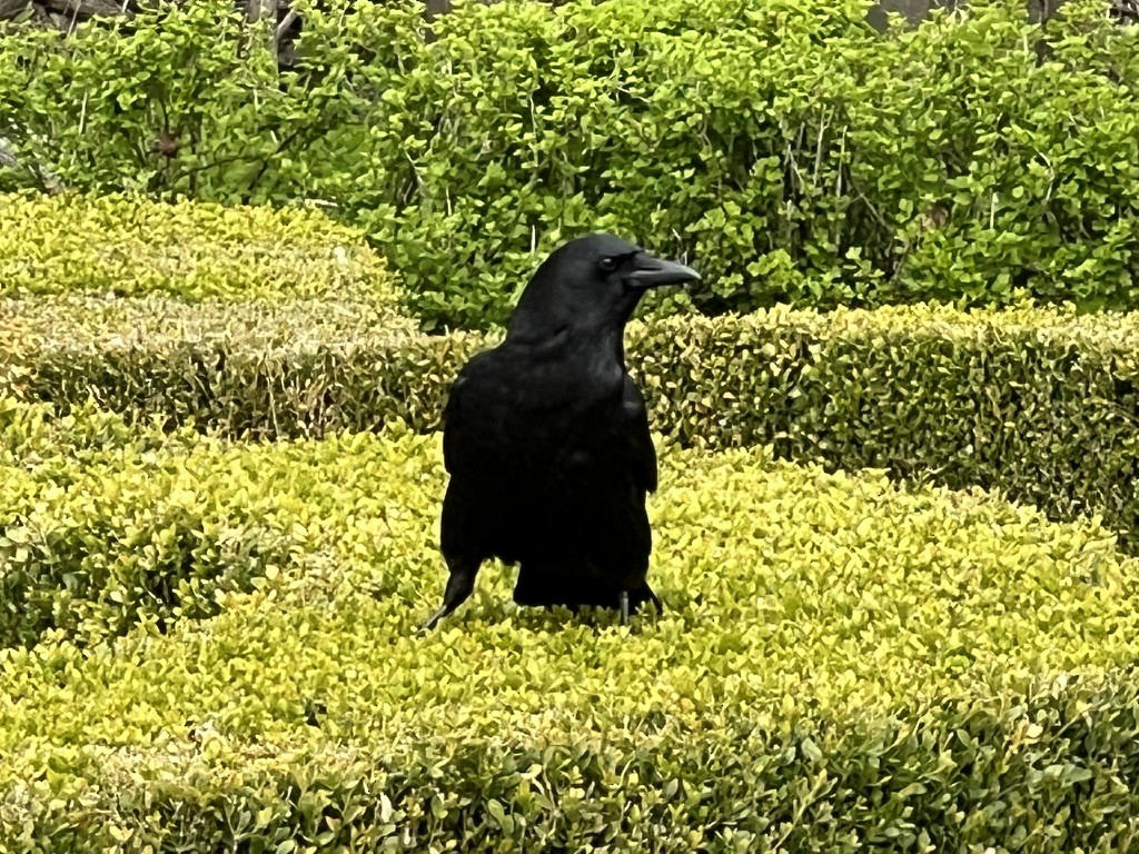 American Crow - ML643677641