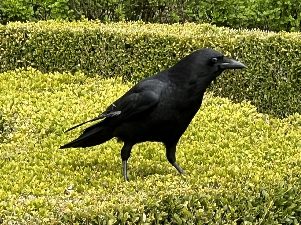 American Crow - ML643677653