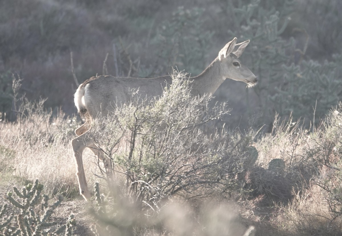 Animals - ML643677658