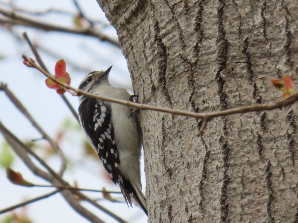 Downy Woodpecker - ML643677662