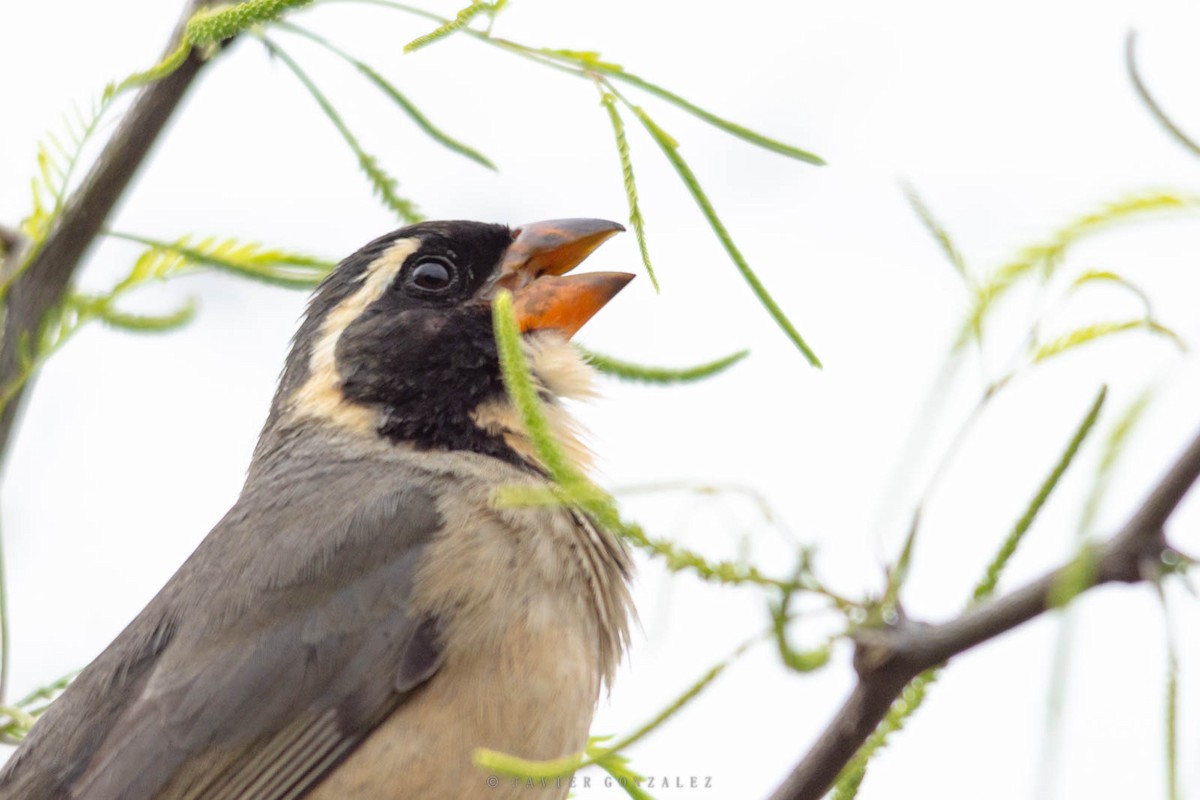 Golden-billed Saltator - ML643677677