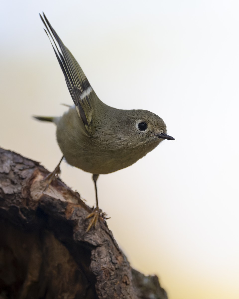 Ruby-crowned Kinglet - ML643677688