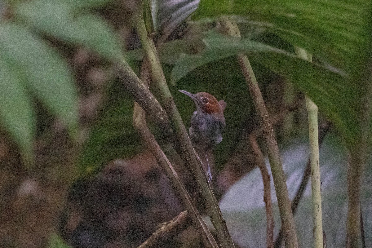 Tawny-faced Gnatwren - ML643677691