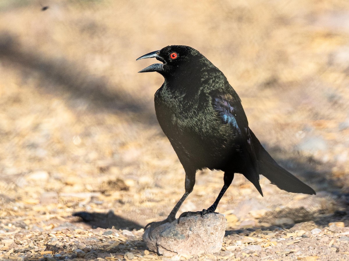 Bronzed Cowbird - ML643677694