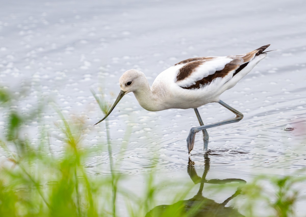 American Avocet - ML643677705