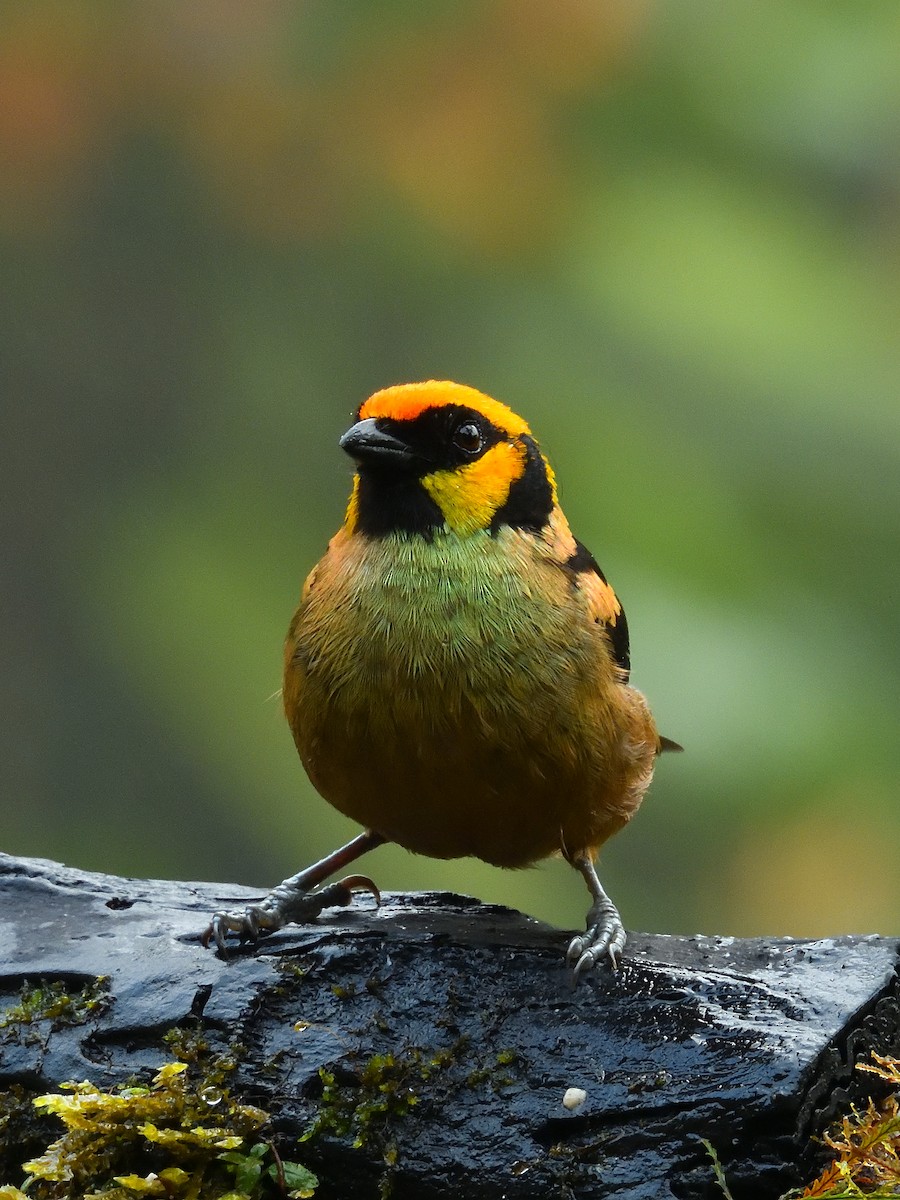 Flame-faced Tanager - ML643677709