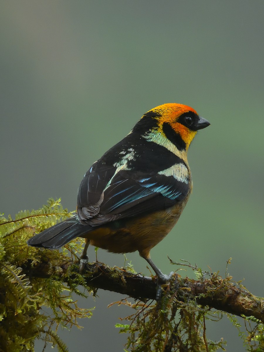 Flame-faced Tanager - ML643677710