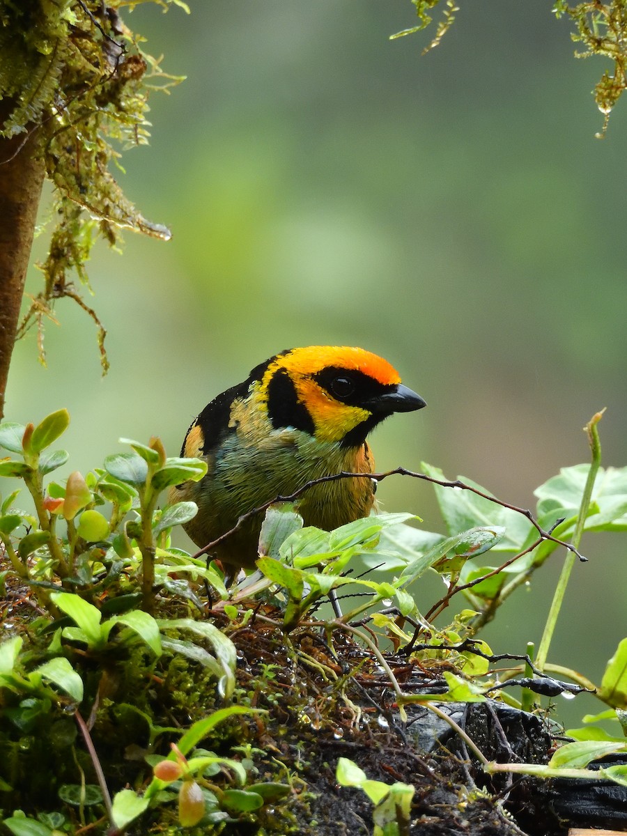 Flame-faced Tanager - ML643677711