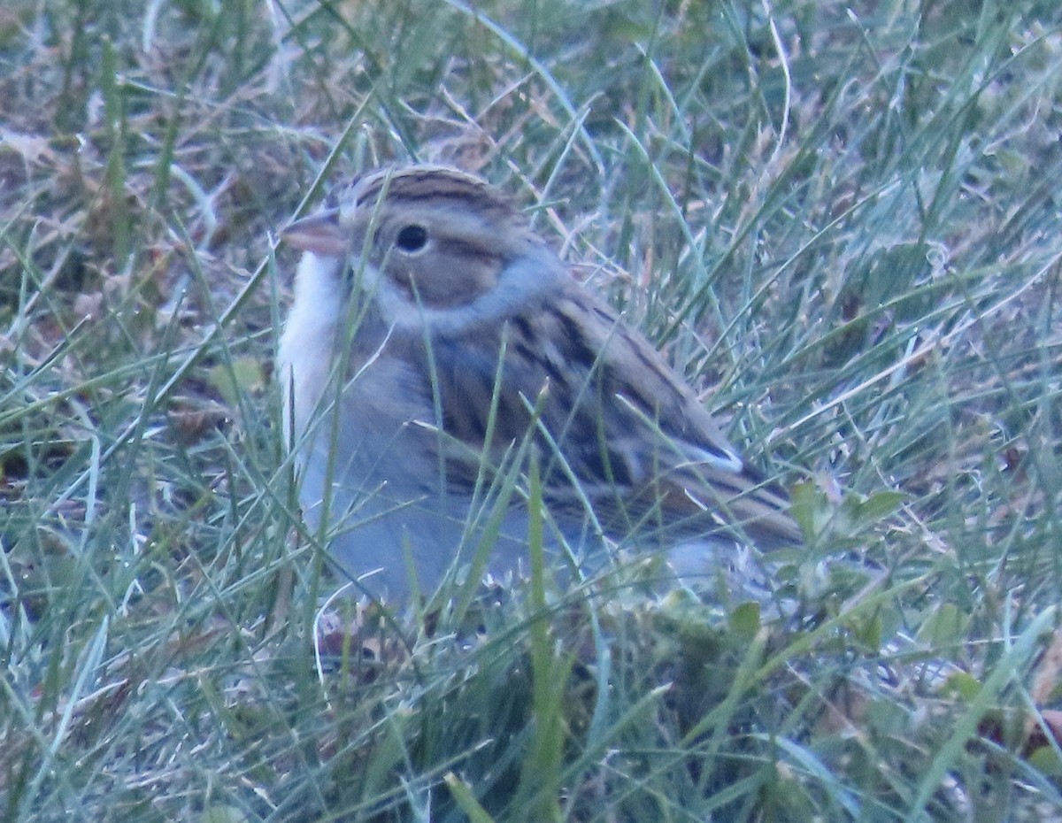 Clay-colored Sparrow - ML643677718