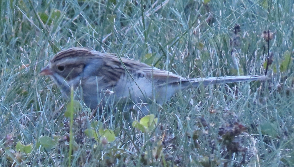Clay-colored Sparrow - ML643677719
