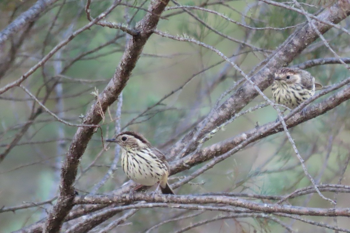 Speckled Warbler - ML643677720