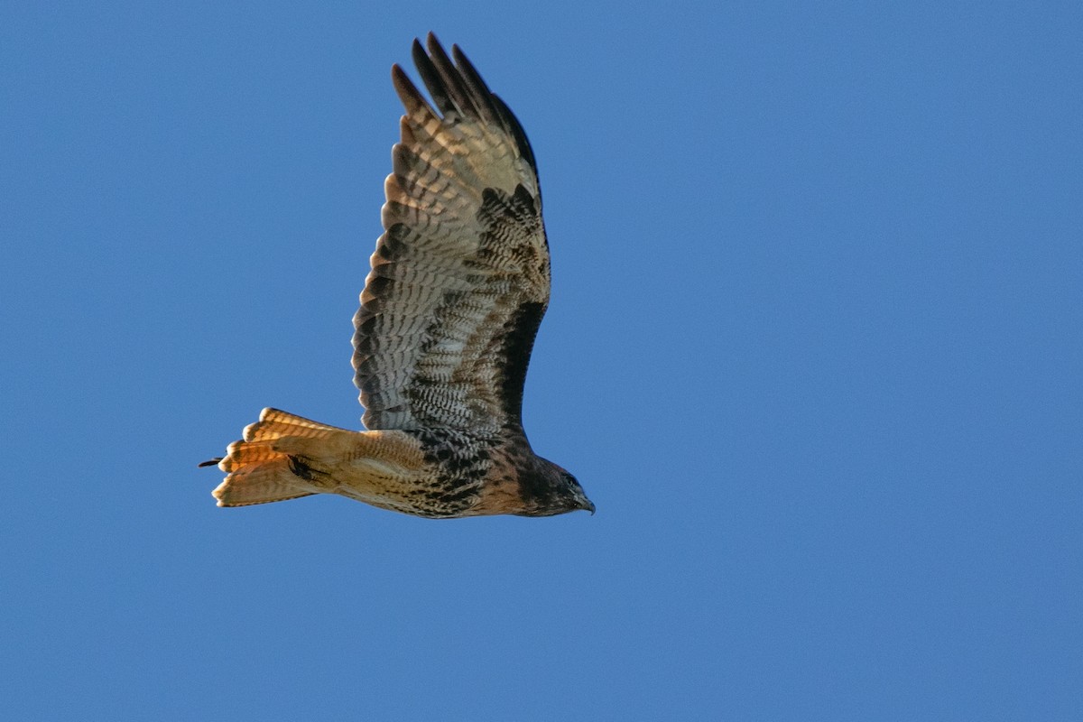 Red-tailed Hawk - ML643677726
