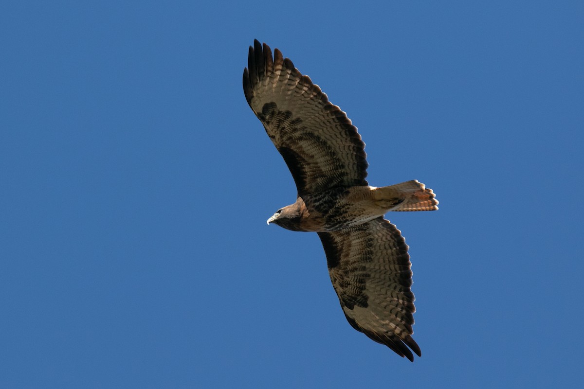 Red-tailed Hawk - ML643677727