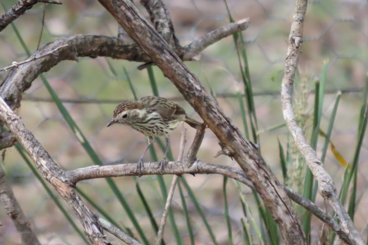 Speckled Warbler - ML643677728