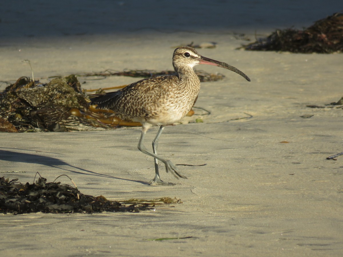 Hudsonian Whimbrel - ML643677740