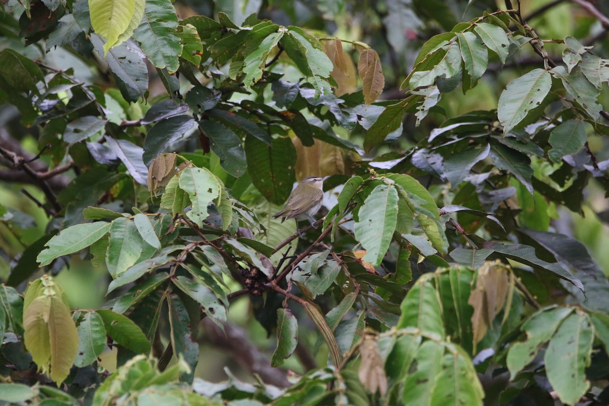 Vireo begigorria - ML643677747