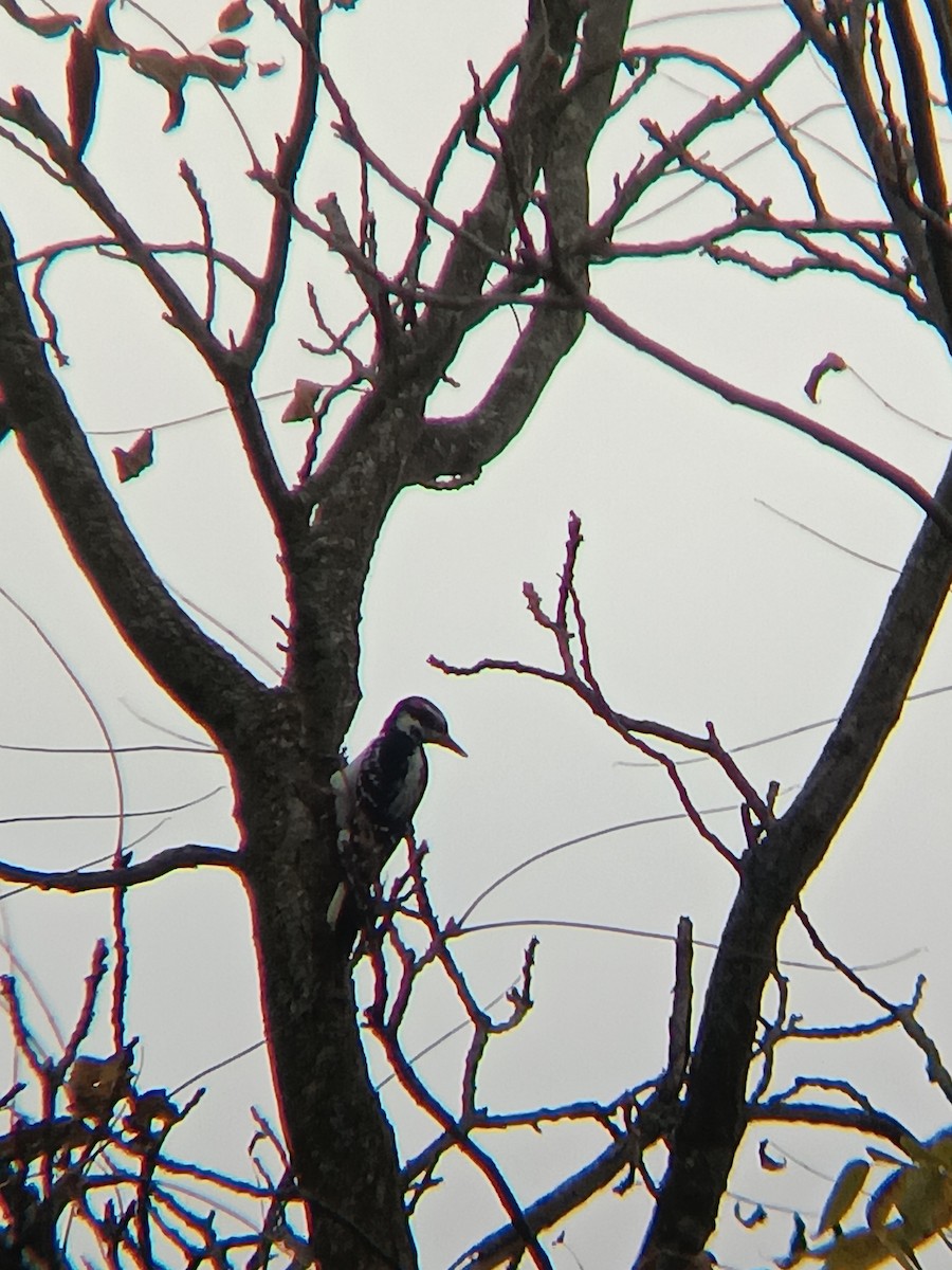 Hairy Woodpecker - ML643677751