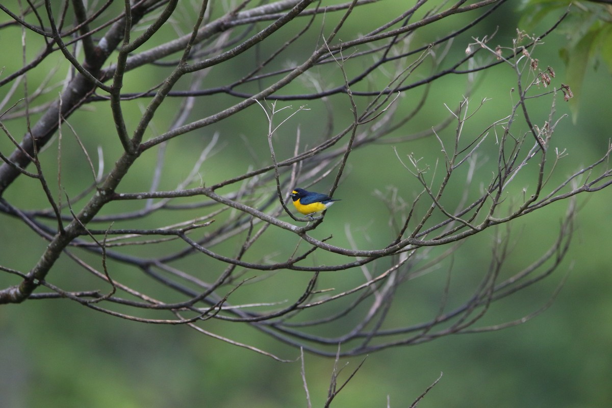 White-vented Euphonia - ML643677759