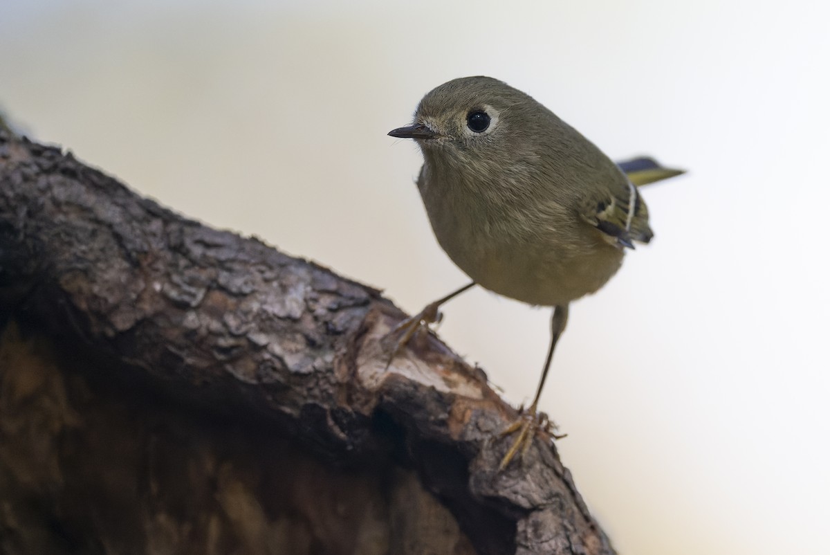 Ruby-crowned Kinglet - ML643677761