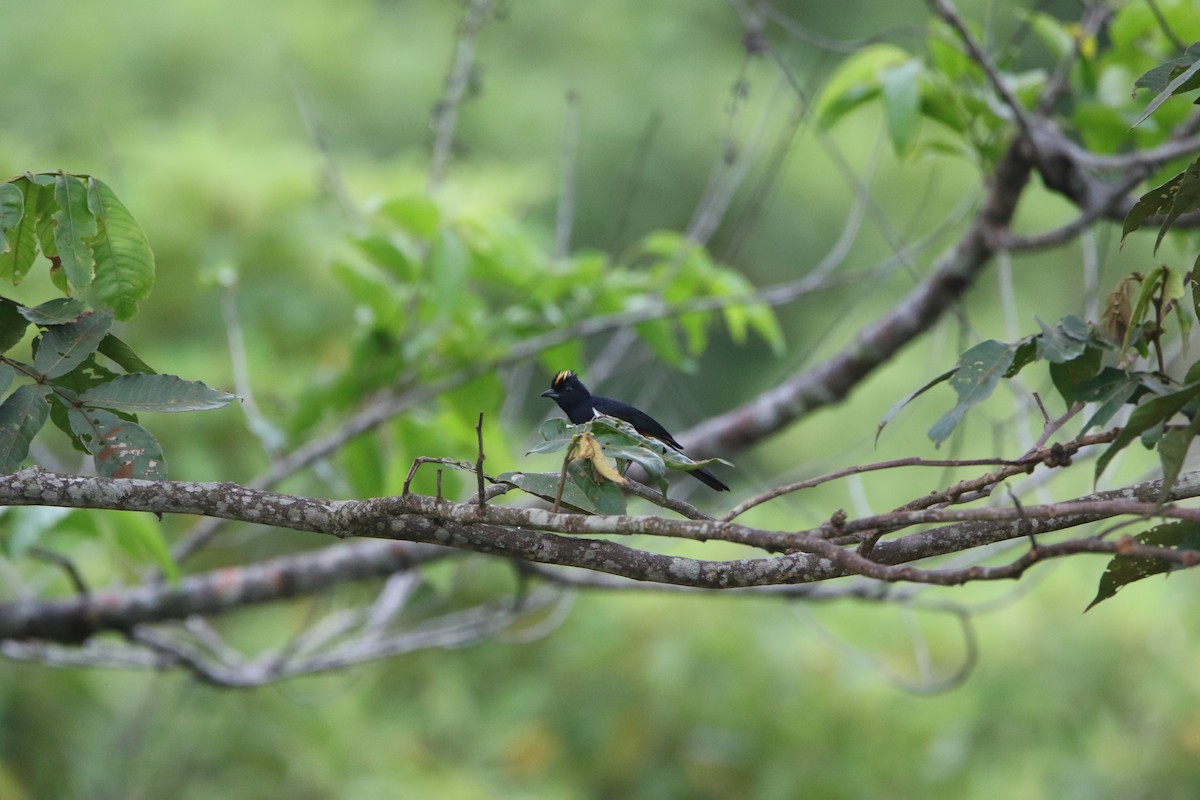 Fulvous-crested Tanager - ML643677782