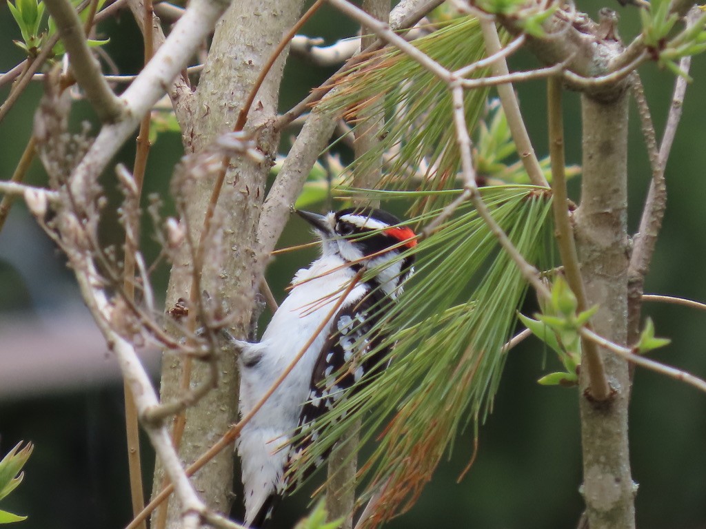 Downy Woodpecker - ML643677783