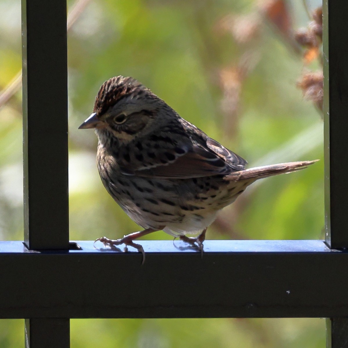 Lincoln's Sparrow - ML643677784