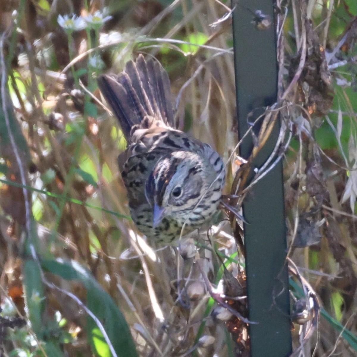 Lincoln's Sparrow - ML643677785