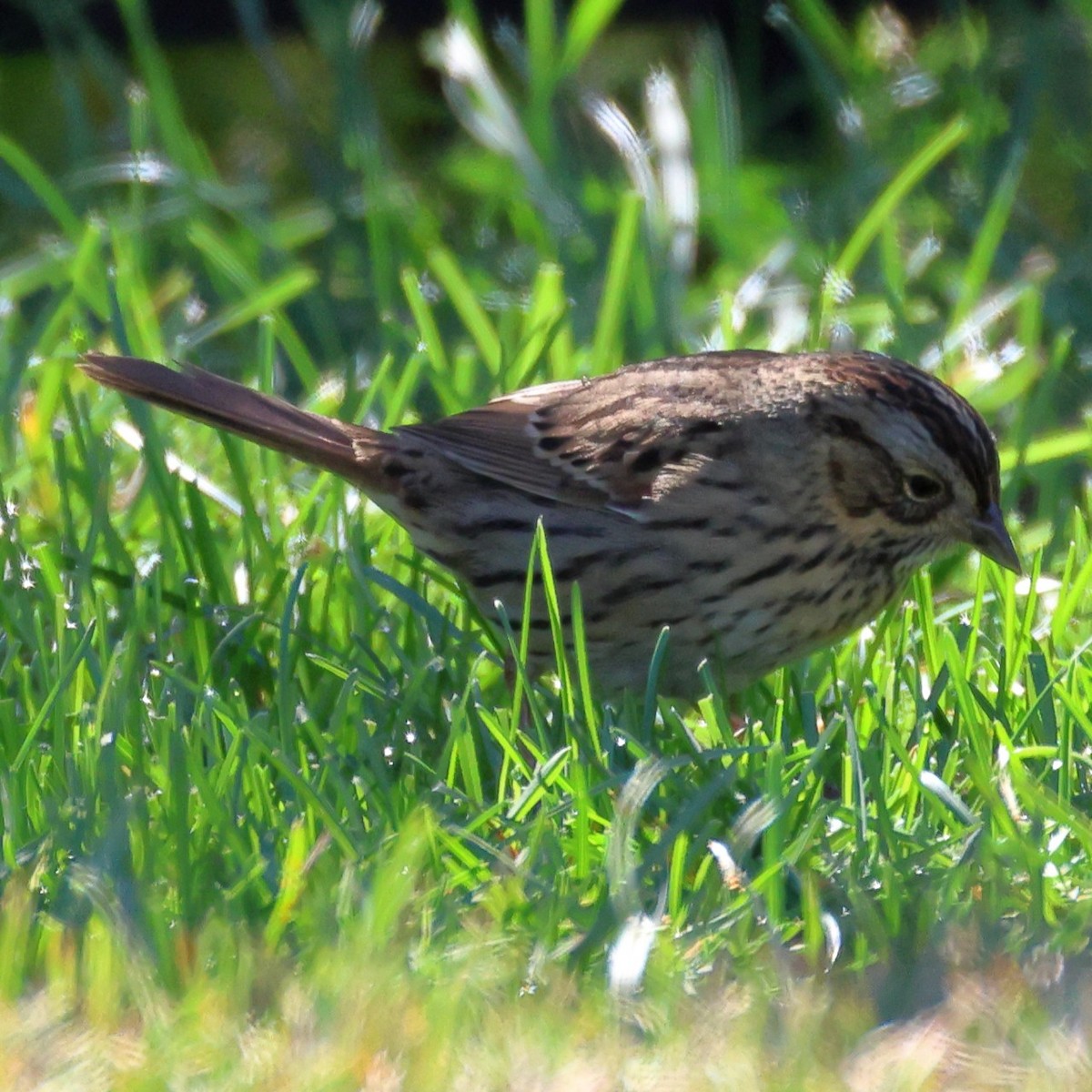 Lincoln's Sparrow - ML643677786